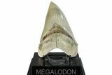 ” Fossil Aurora Megalodon Tooth - Aurora, North Carolina #291726-1